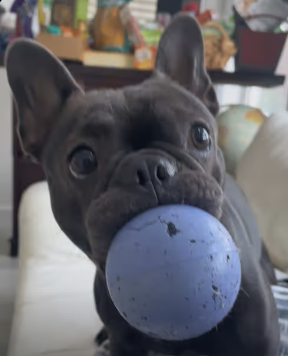 Never ending fetching game !